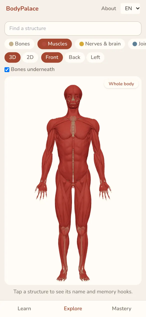 The 3D body with the muscle layer shown from the front.