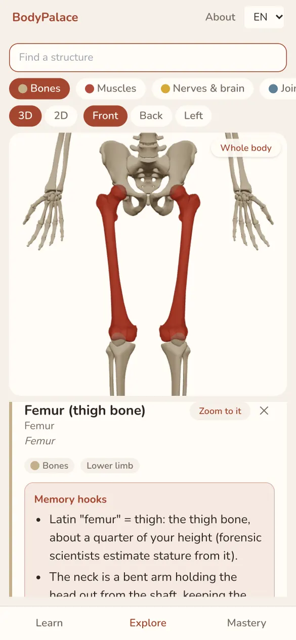 The thigh bones highlighted on the 3D skeleton, with the card of the femur and its memory hooks.