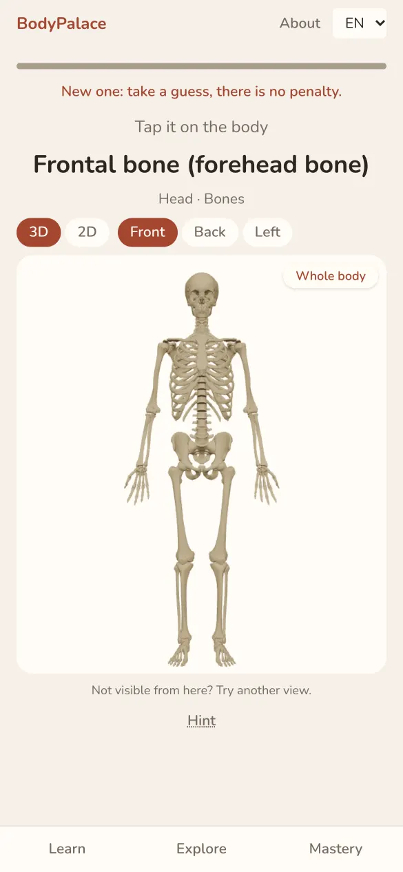 A “find it” drill: tap the frontal bone on the 3D skeleton.