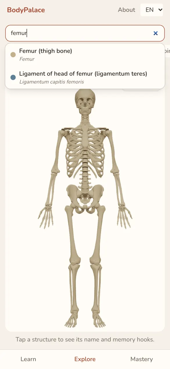 Search: typing “femur” finds the thigh bone and a ligament of the hip.